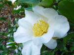 Camellia sasanqua Kenkyo